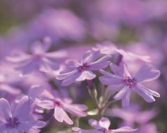 Tapeta Nature Flowers 633.jpg